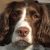 Profile picture of Pops
